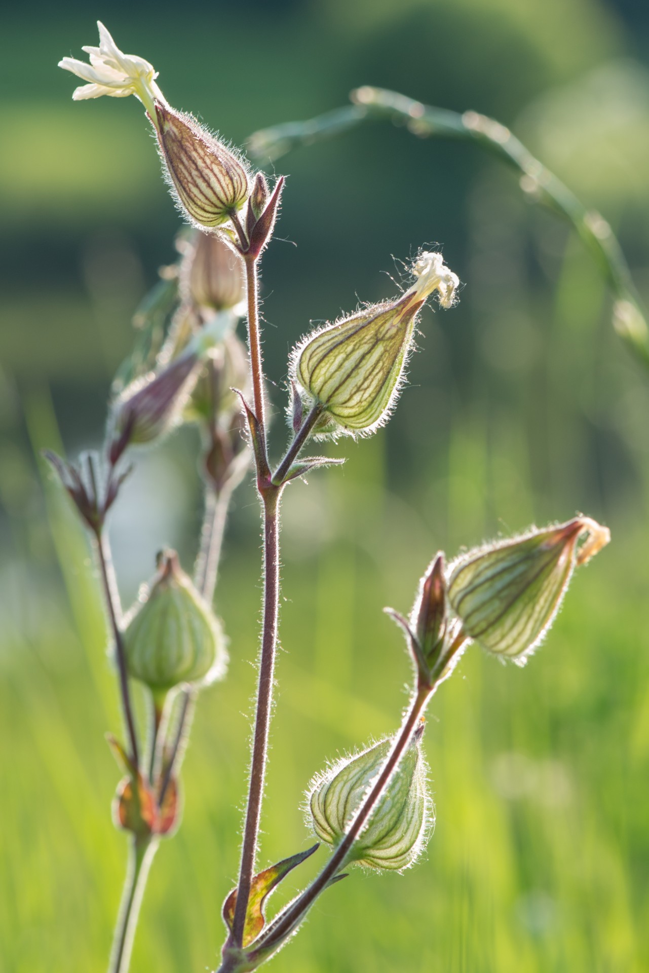 Gėlė,  Gamta,  Saulė,  Saulėlydis,  Vakaras,  Žalias,  Lapai,  Bokeh,  Laukinės Spalvos, Nemokamos Nuotraukos