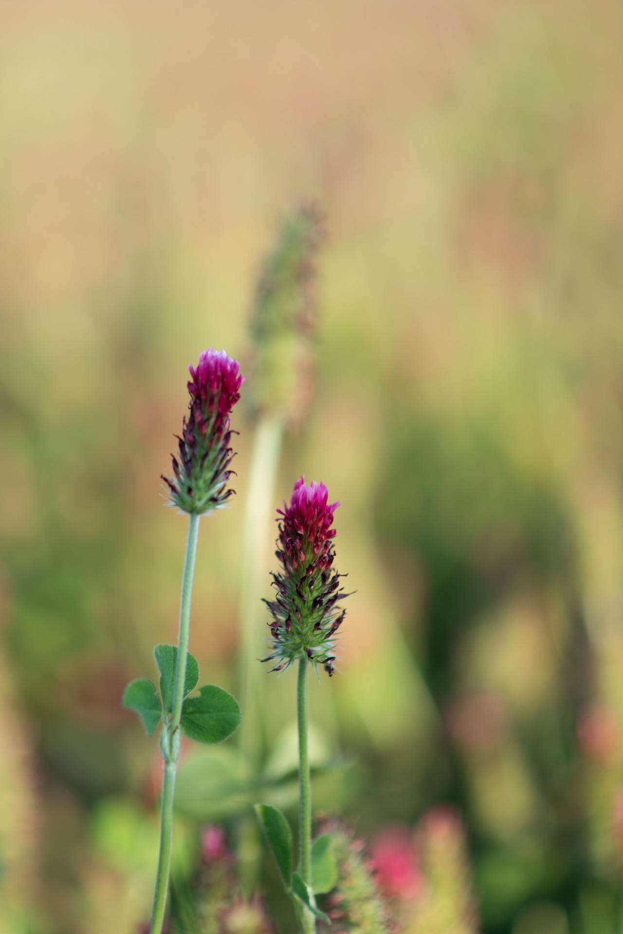 Gamta,  Pieva,  Saulė,  Šviesa,  Žalias,  Lapai,  Gėlė,  Pavasaris,  Bokeh,  Laukinės Spalvos