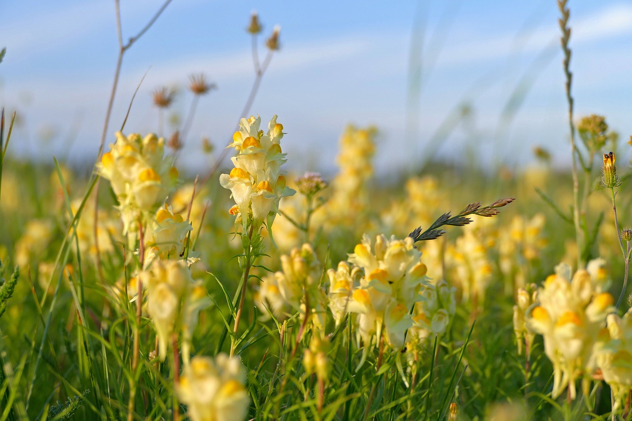 Lúčny,  Gėlė,  Geltona,  Pobūdį,  Meadow,  Augalų,  Vasara, Nemokamos Nuotraukos,  Nemokama Licenzija