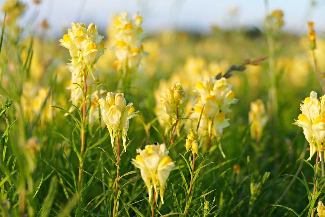 Lúčny,  Gėlė,  Geltona,  Pobūdį,  Meadow,  Augalų,  Vasara, Nemokamos Nuotraukos,  Nemokama Licenzija