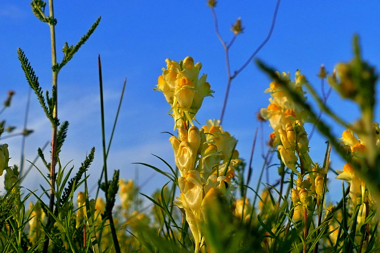 Lúčny,  Gėlė,  Geltona,  Pobūdį,  Meadow,  Augalų,  Vasara,  Mėlyna,  Dangus, Nemokamos Nuotraukos