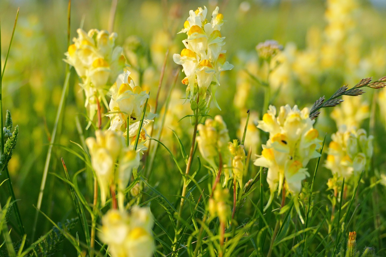 Lúčny,  Gėlė,  Geltona,  Pobūdį,  Meadow,  Augalų,  Vasara, Nemokamos Nuotraukos,  Nemokama Licenzija