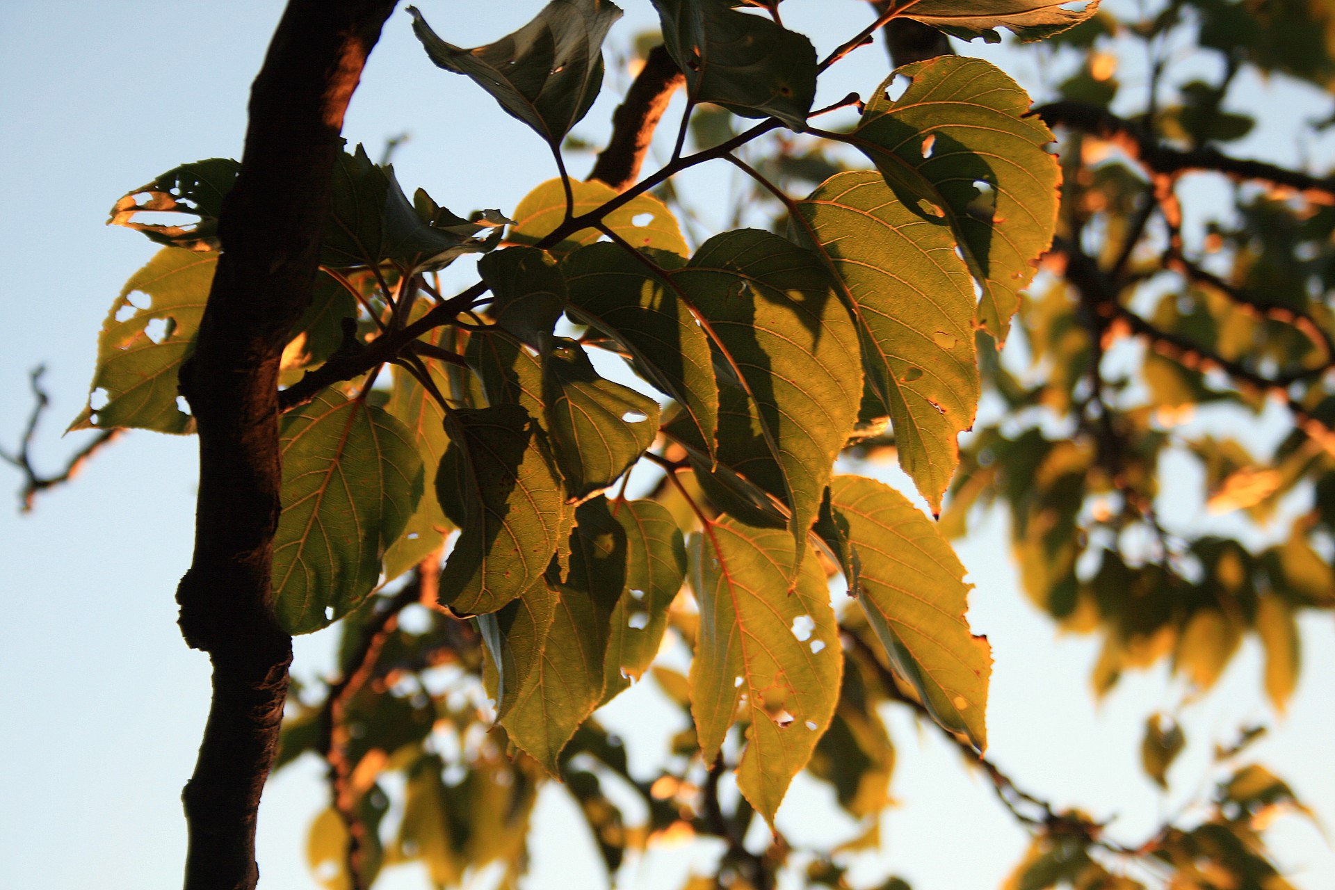 Lapai,  Šviesa,  Japanese & Nbsp,  Raisin,  Liuminescenciniai Lapai, Nemokamos Nuotraukos,  Nemokama Licenzija