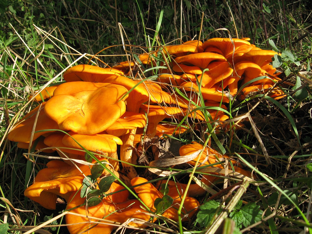 Šviesos Žievė, Omphalotus Illudens, Grybai, Miškas, Gamta, Geltona, Toksiškas, Nemokamos Nuotraukos,  Nemokama Licenzija