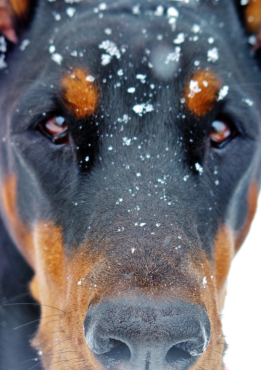 Luna Snieguotas Veidas, Dobermanas, Šuo, Sniegas, Nemokamos Nuotraukos,  Nemokama Licenzija