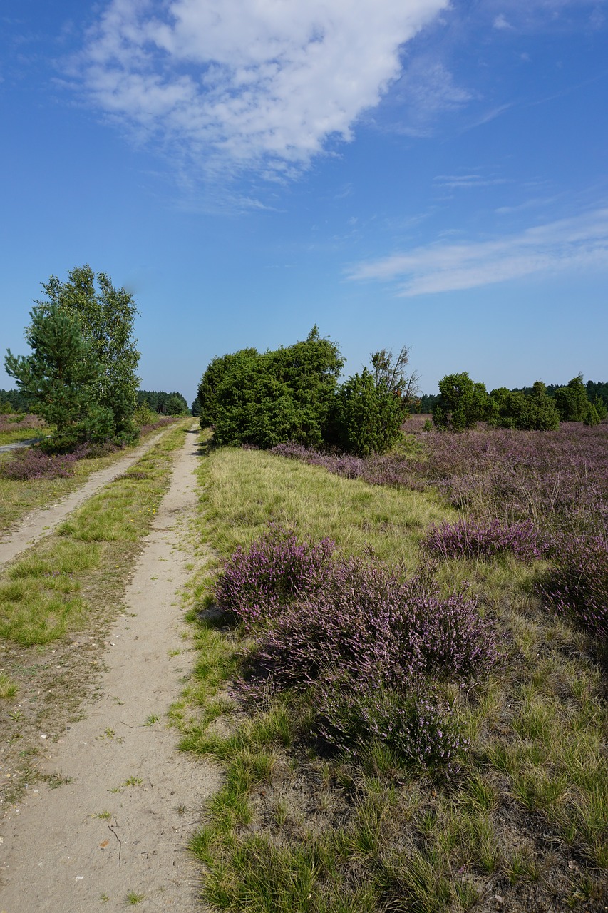 Lüneburg Heath, Vasara, Virėja, Nemokamos Nuotraukos,  Nemokama Licenzija