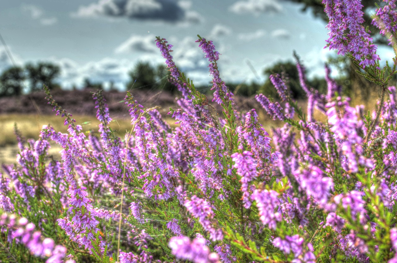 Lüneburg Heath, Gamta, Heide, Virėja, Žygiai, Heathland, Lüneburg, Schneverdingen, Heidenfest, Wilsede