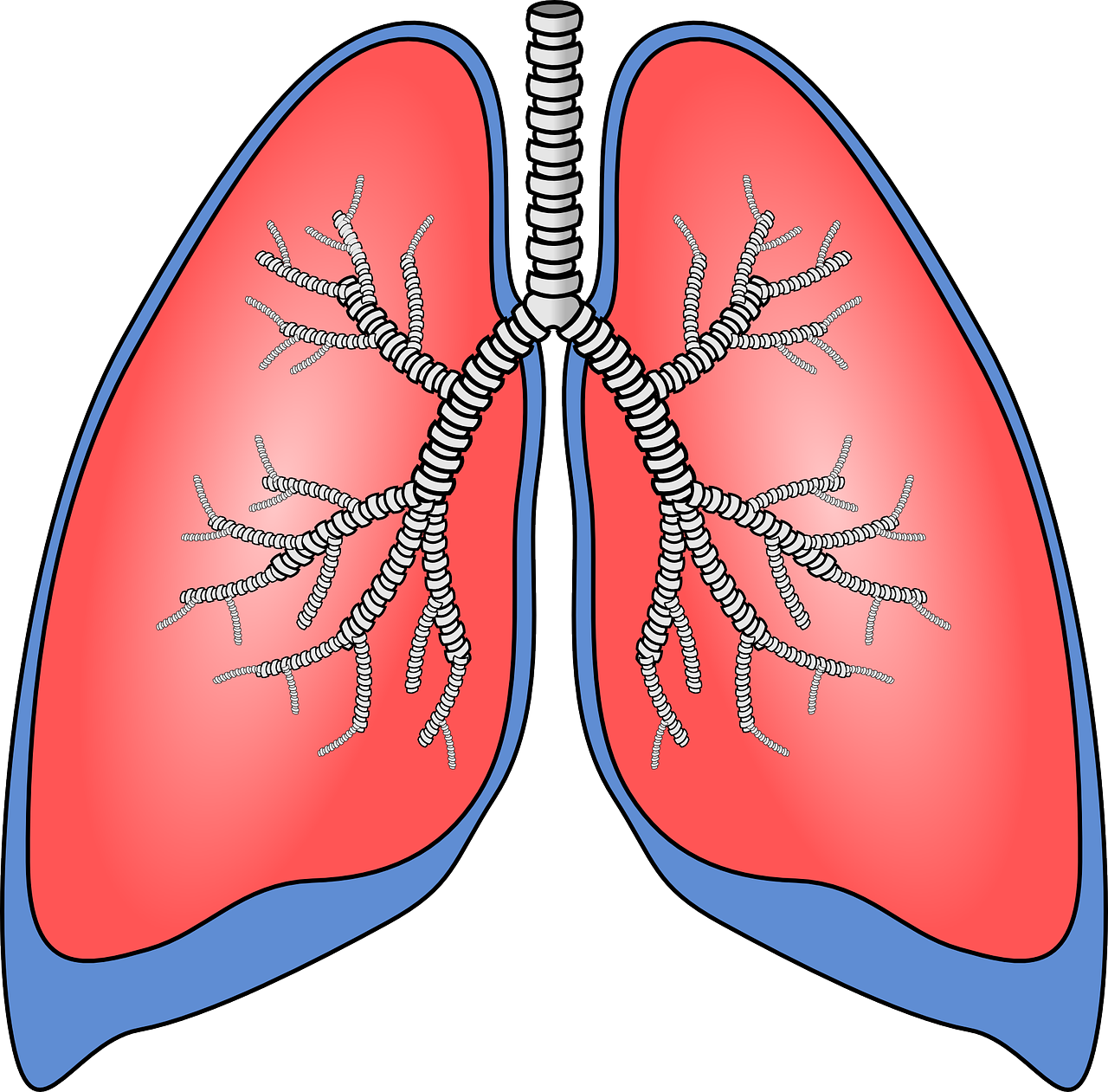 Plaučiai, Organas, Anatomija, Bronchų, Bronchų Vamzdeliai, Bronchų, Žmogus, Kvėpavimas, Biologija, Medicina