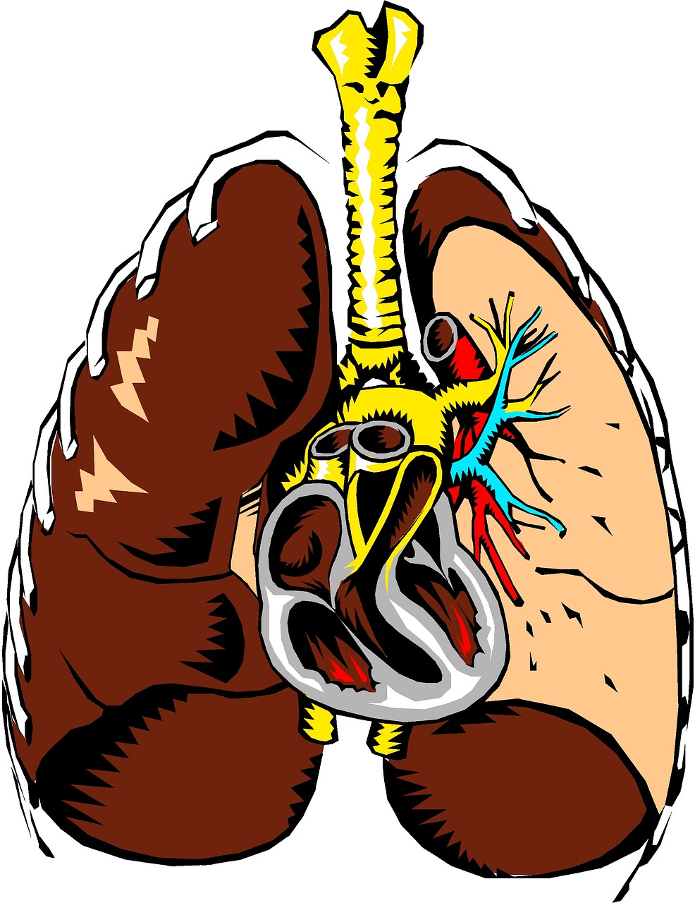 Plaučiai, Širdis, Anatomija, Skerspjūvis, Organas, Nemokamos Nuotraukos,  Nemokama Licenzija