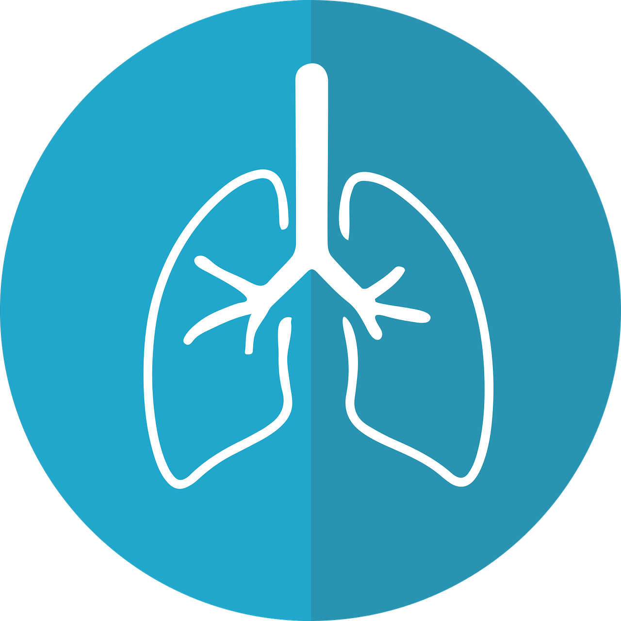 Plaučiai, Plaučių Piktograma, Kvėpavimas, Anatominis, Plaučių, Bronchų, Organas, Medicinos, Nemokama Vektorinė Grafika, Nemokamos Nuotraukos