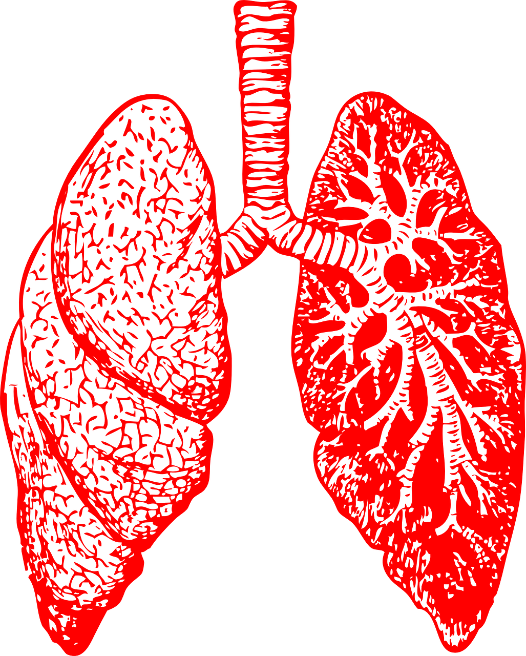 Plaučiai, Anatomija, Kvėpavimas, Bronchitas, Kūno Dalys, Raudona, Nemokama Vektorinė Grafika, Nemokamos Nuotraukos,  Nemokama Licenzija