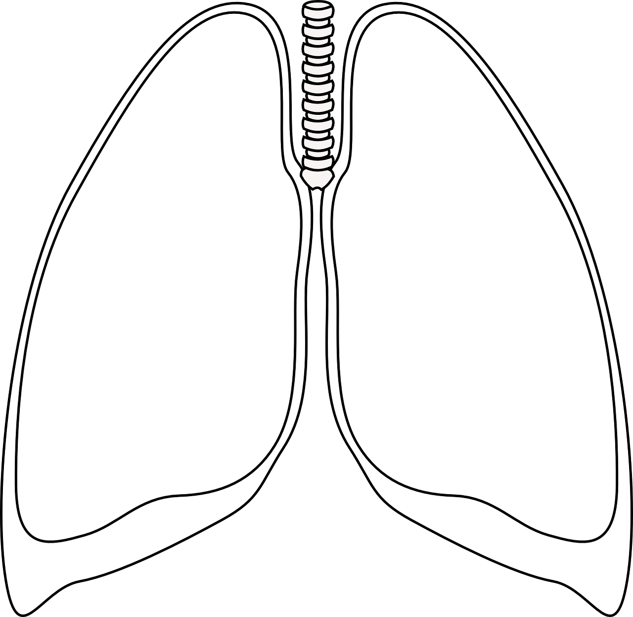 Plaučiai, Aišku, Bronchų, Žmogus, Anatomija, Kvėpavimo Takai, Mokslas, Diagrama, Nemokama Vektorinė Grafika, Nemokamos Nuotraukos