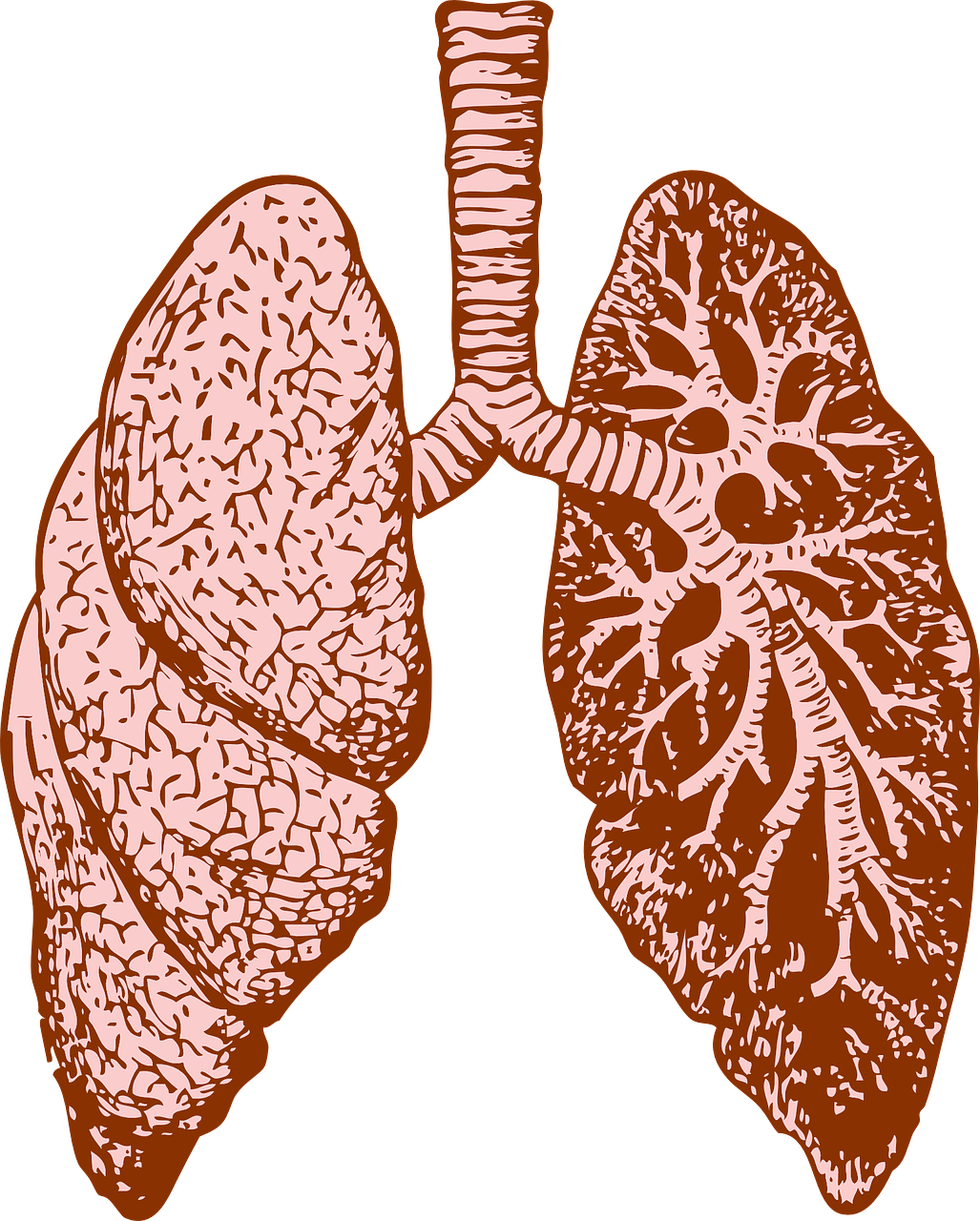 Plaučiai, Organas, Žmogus, Diagrama, Medicina, Biologija, Anatomija, Mokslas, Sistema, Vidinis