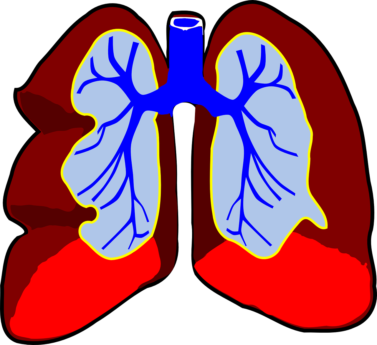 Plaučiai, Organas, Biologija, Kvėpavimo Takai, Sistema, Kūnas, Oras, Žmogus, Diagrama, Mokslas
