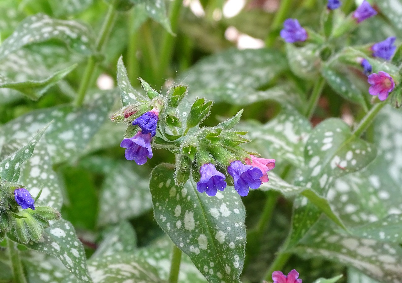 Plautė,  Pastebėtas Płucnik,  Šešėliai Suderinama,  Vaistinis Augalas,  Pulmonaria, Nemokamos Nuotraukos,  Nemokama Licenzija