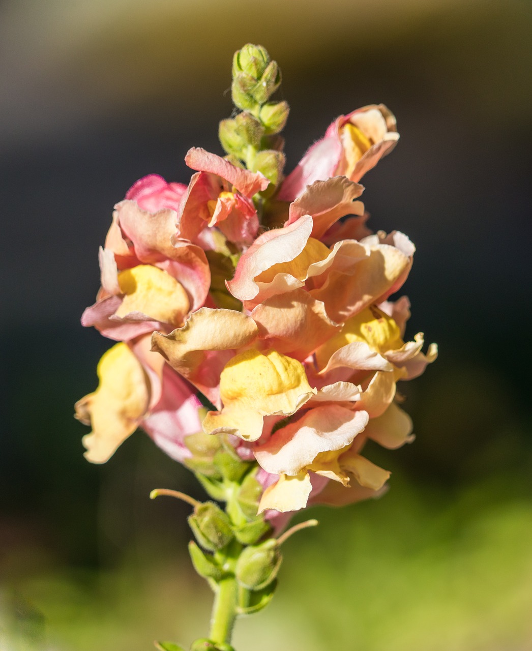 Lupinas, Gėlė, Geltona, Iš Arti, Gėlių, Gamta, Žiedas, Žydi, Saulėtas, Žydėti