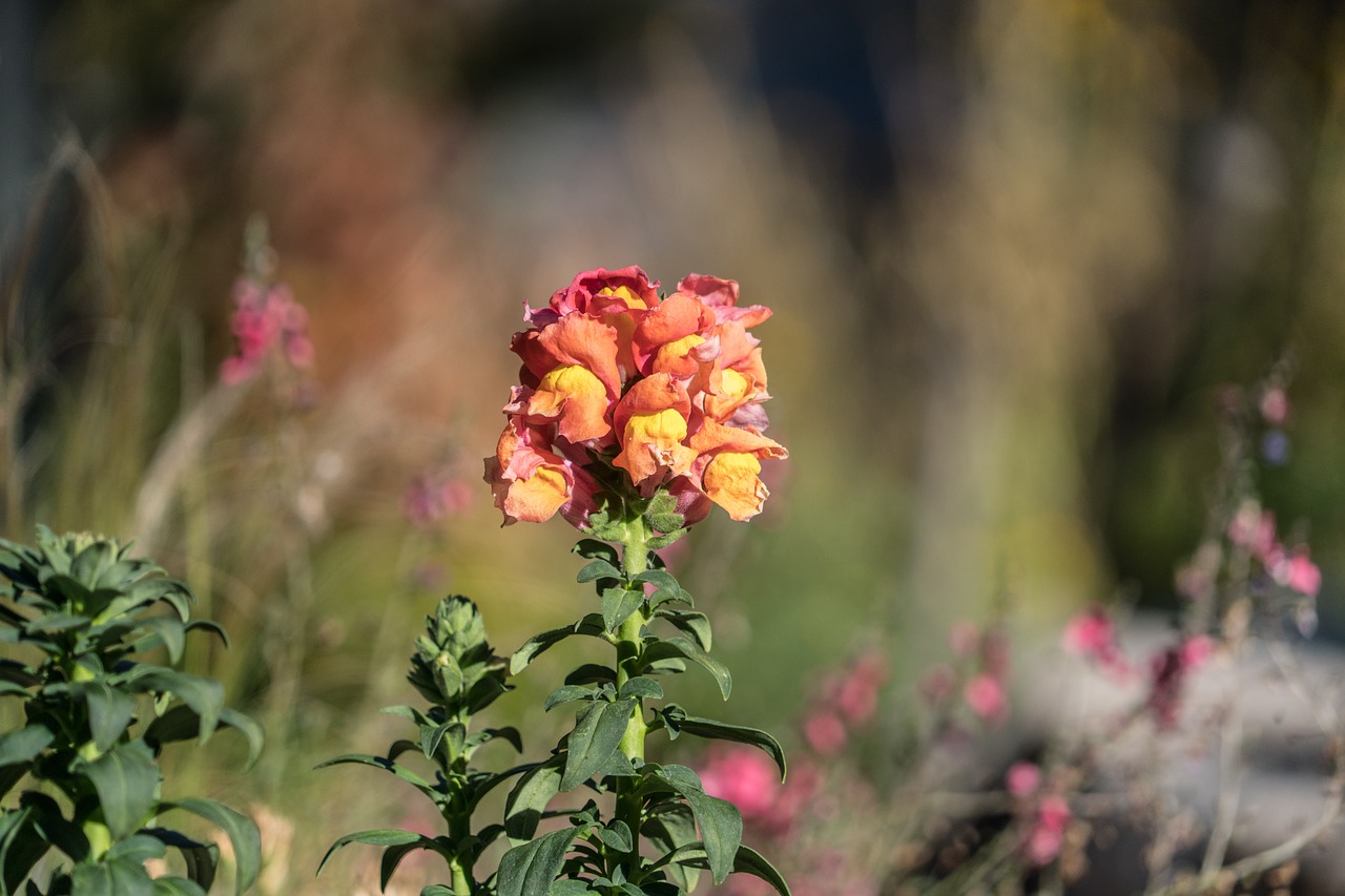 Lupinas, Gėlė, Geltona, Iš Arti, Gėlių, Gamta, Žiedas, Žydi, Saulėtas, Žydėti