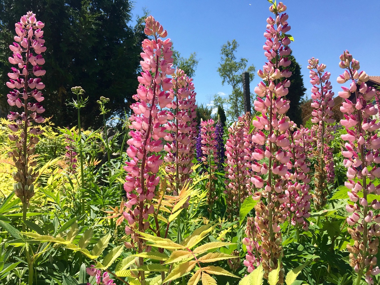 Lupinas, Gėlės, Rožinis, Žalias, Lapai, Dangus, Mėlynas, Augalas, Gėlių, Gamta