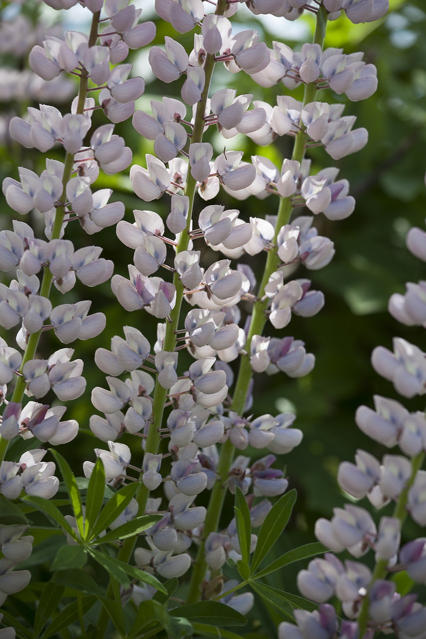 Lupinas, Lupinai, Gėlė, Gėlės, Švedija, Gamta, Rožinis, Nemokamos Nuotraukos,  Nemokama Licenzija