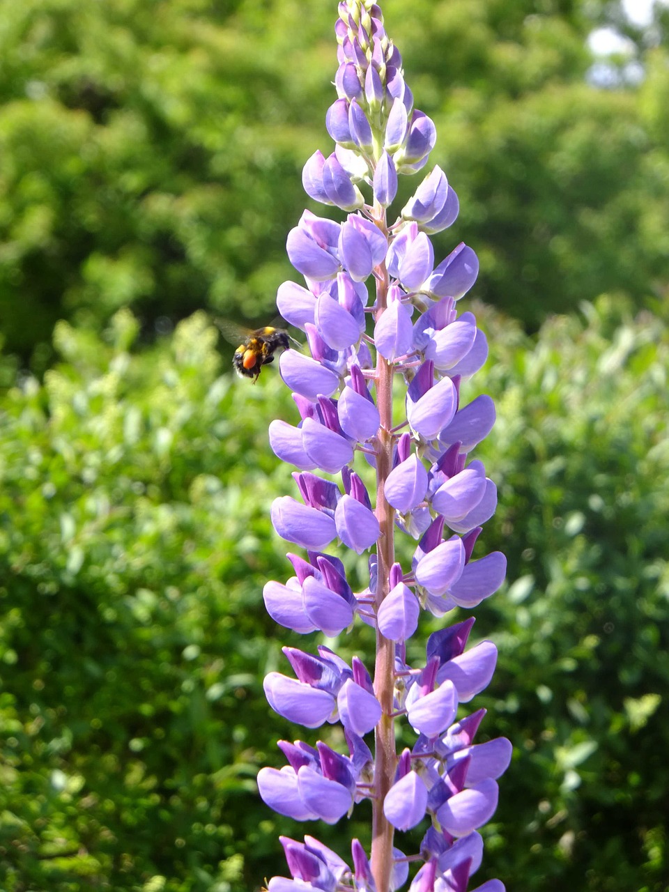 Lupinas, Natūralus, Violetinė, Augalas, Gėlė, Išplistų, Nemokamos Nuotraukos,  Nemokama Licenzija