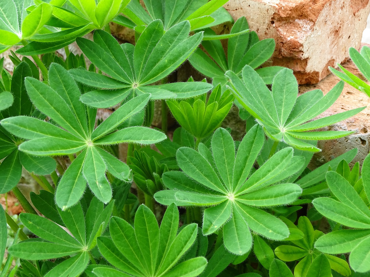 Lubinai Lapai, Lupinas, Lupino Lapai, Nemokamos Nuotraukos,  Nemokama Licenzija