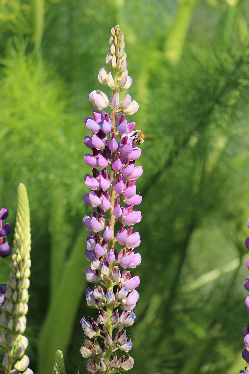 Lupinas, Gamta, Sodas, Vasara, Gėlės, Spalvinga, Laisvė, Vasaros Gėlės, Flora, Natūralus