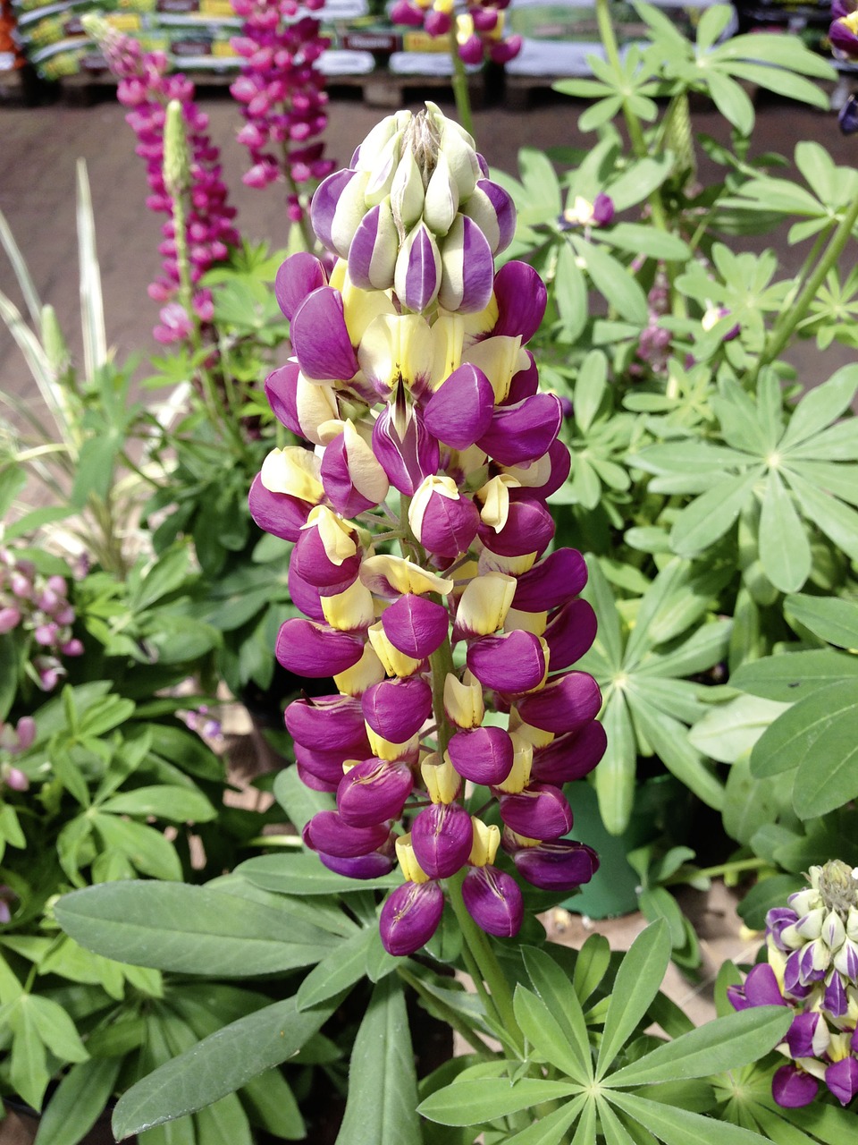 Lupinas, Lupinas, Lupinus Polyphyllus, Geltona Violetinė, Geltona, Violetinė, Žiedas, Žydėti, Pailgos, Nemokamos Nuotraukos