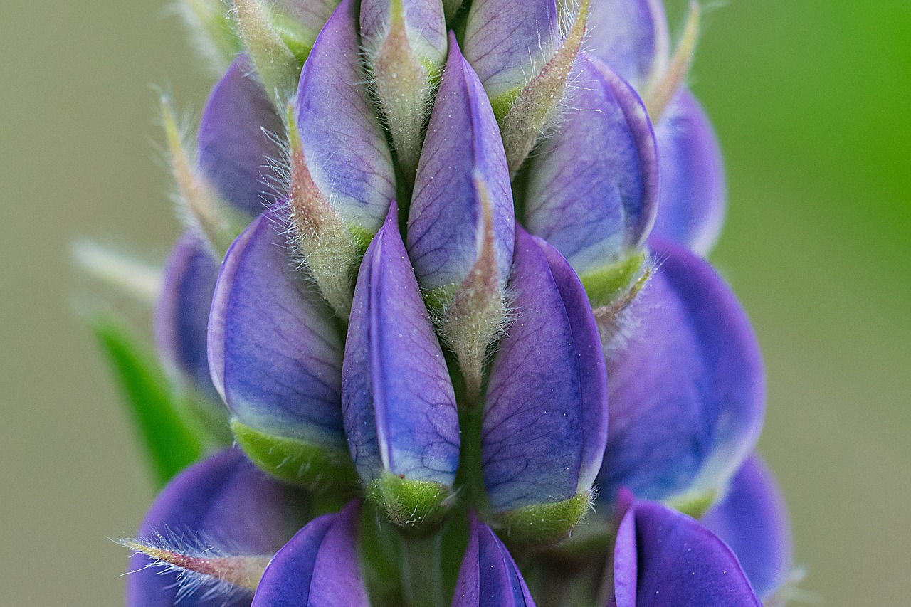 Lupinas, Mėlynas, Žiedynas, Gamta, Iš Arti, Žiedlapiai, Mėlyna Gėlė, Vasara, Nemokamos Nuotraukos,  Nemokama Licenzija