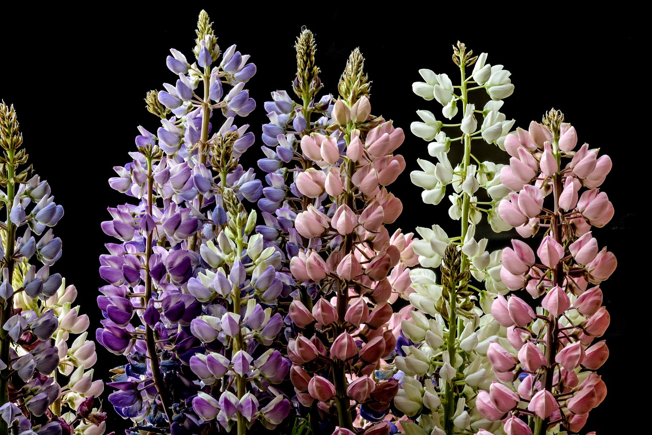 Lupinas, Gėlė, Vasara, Gamta, Violetinė, Laukiniai, Žiedas, Žydi, Augalas, Gėlių