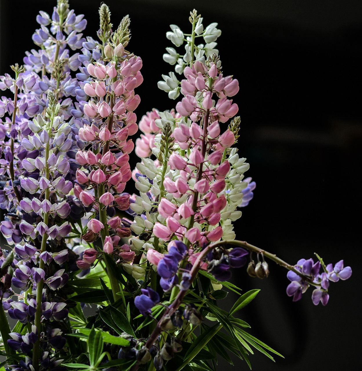 Lupinas, Gėlė, Vasara, Gamta, Violetinė, Laukiniai, Žiedas, Žydi, Augalas, Gėlių