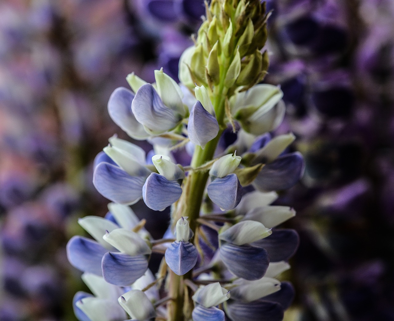 Lupinas, Gėlė, Vasara, Gamta, Laukiniai, Žiedas, Žydi, Augalas, Gėlių, Wildflower