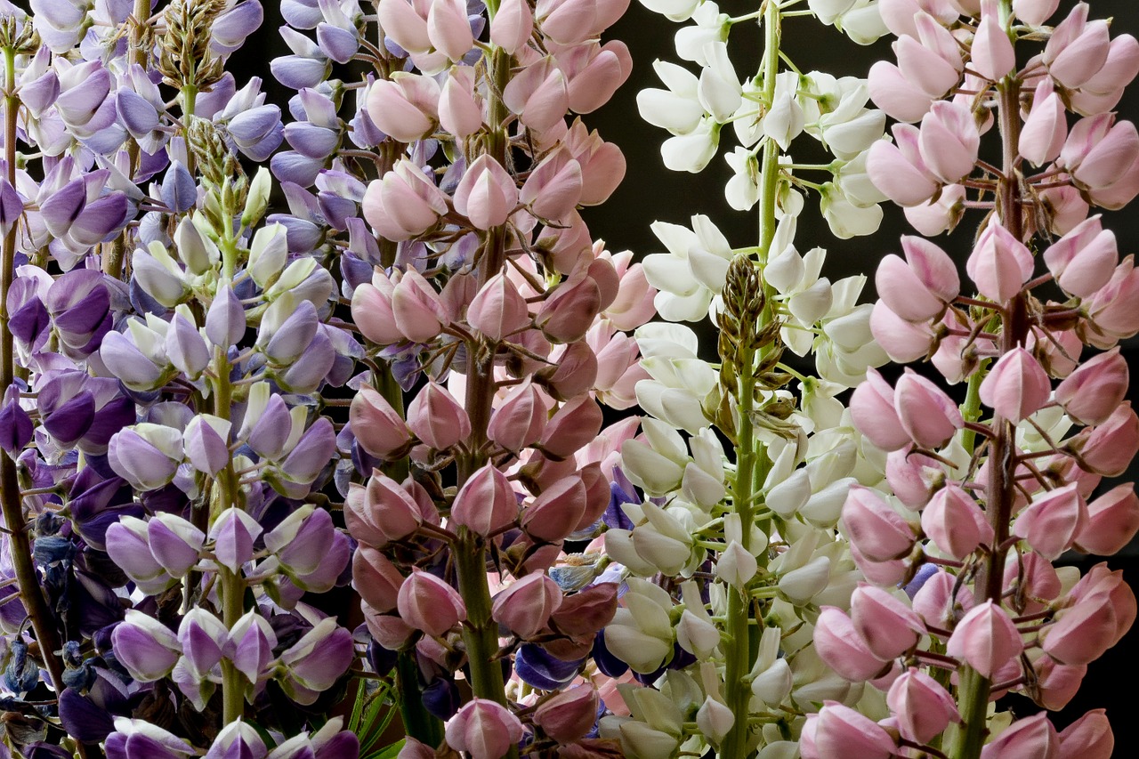 Lupinas, Gėlė, Vasara, Gamta, Violetinė, Laukiniai, Žiedas, Žydi, Augalas, Gėlių