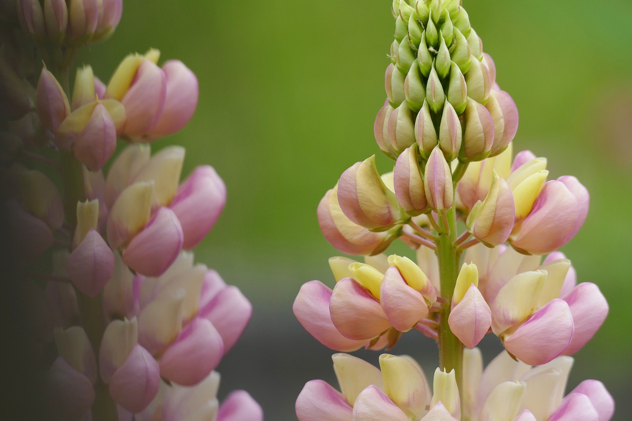 Lupinas, Lupinas, Gėlė, Augalas, Uždaryti, Vasara, Žiedas, Žydėti, Sodas, Rožinis