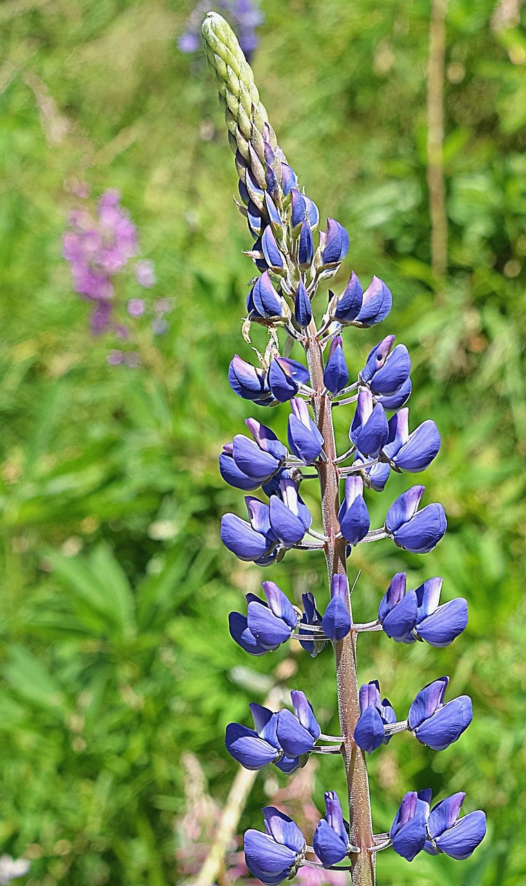 Lupinas, Mėlynas, Pieva, Gamta, Gėlės, Kalnų Gėlės, Nemokamos Nuotraukos,  Nemokama Licenzija