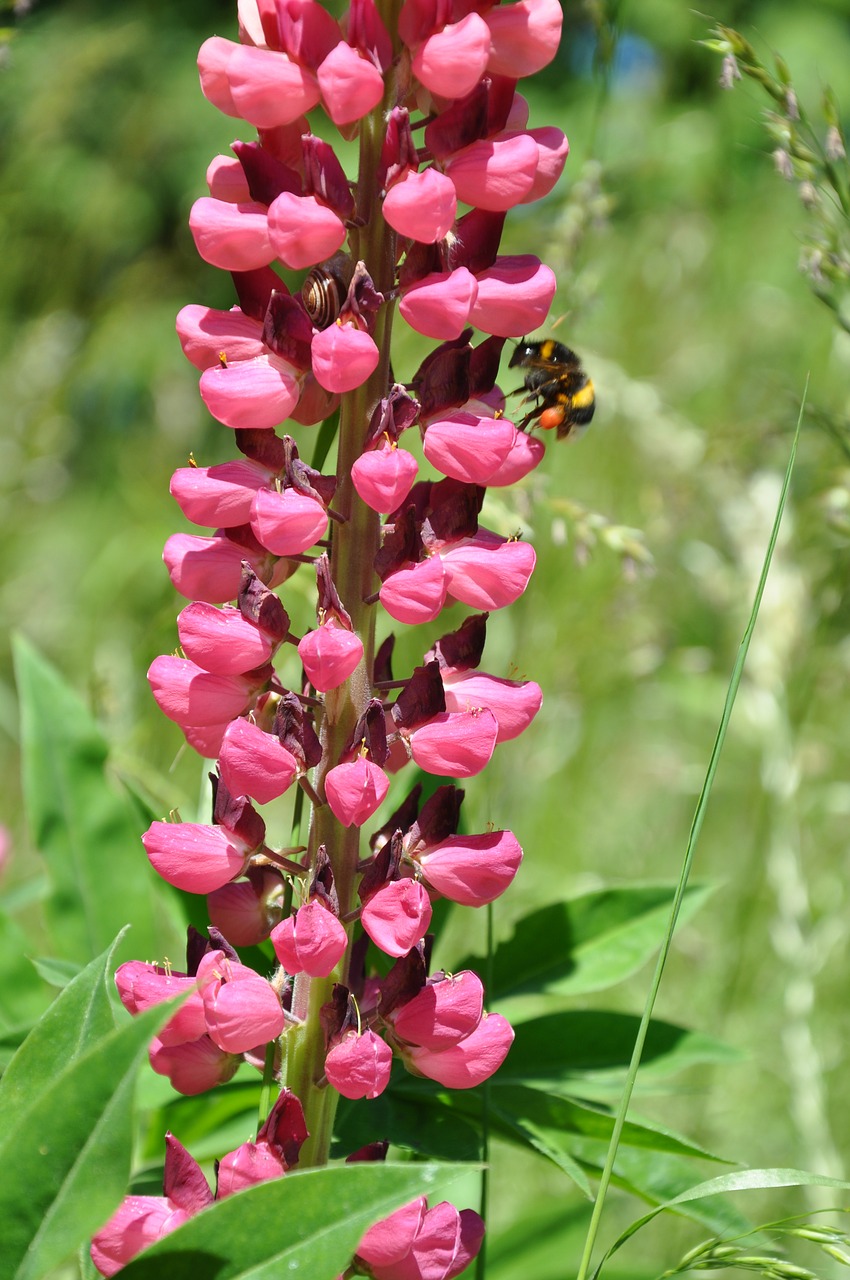 Lupinas, Gėlė, Hummel, Gamta, Sodas, Gėlės, Violetinė, Violetinė, Pavasaris, Sodo Gėlės