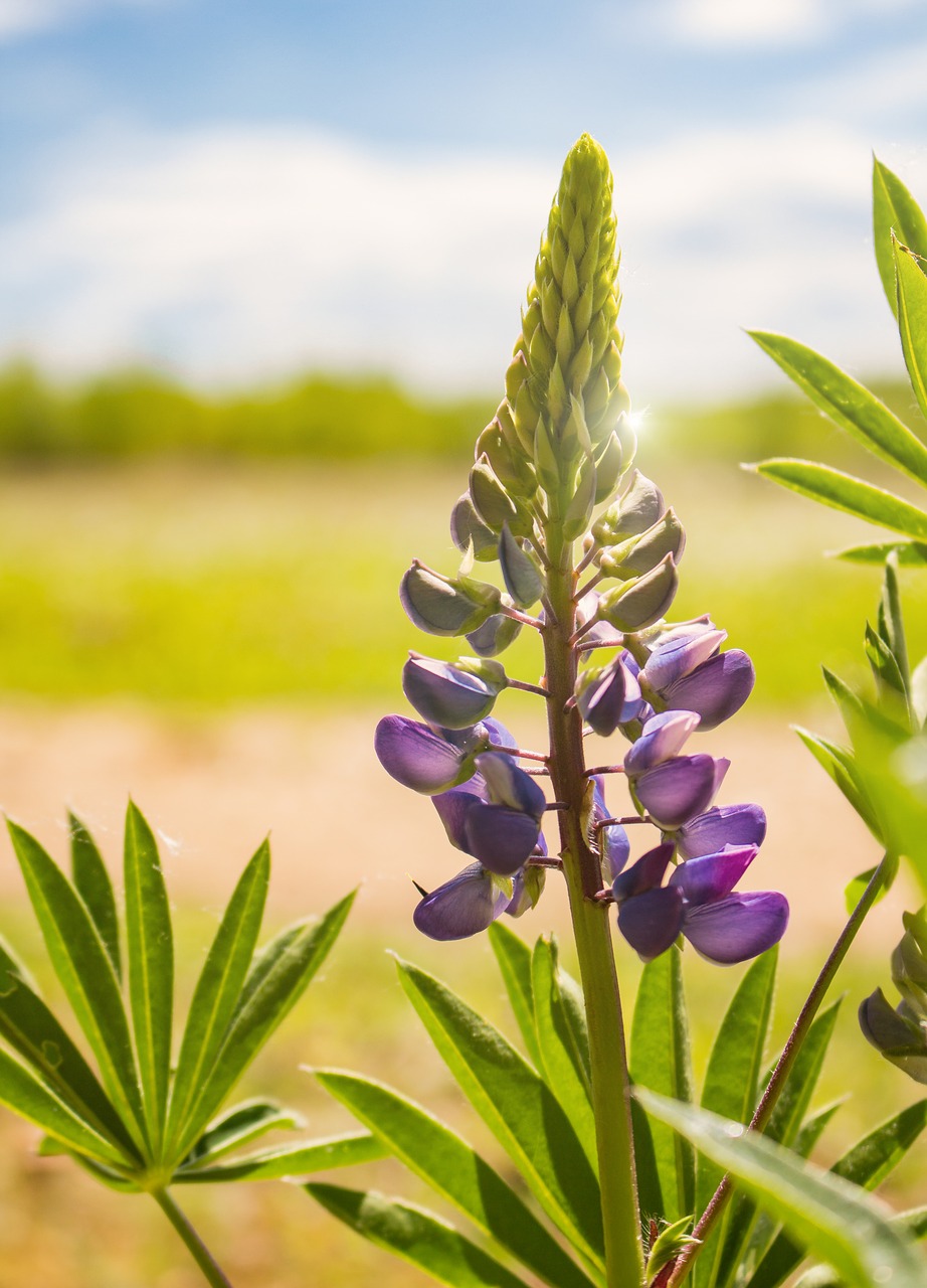 Lupinas, Gėlė, Makro, Gamta, Vasara, Sodas, Gėlės, Pavasaris, Violetinė, Sodo Gėlės