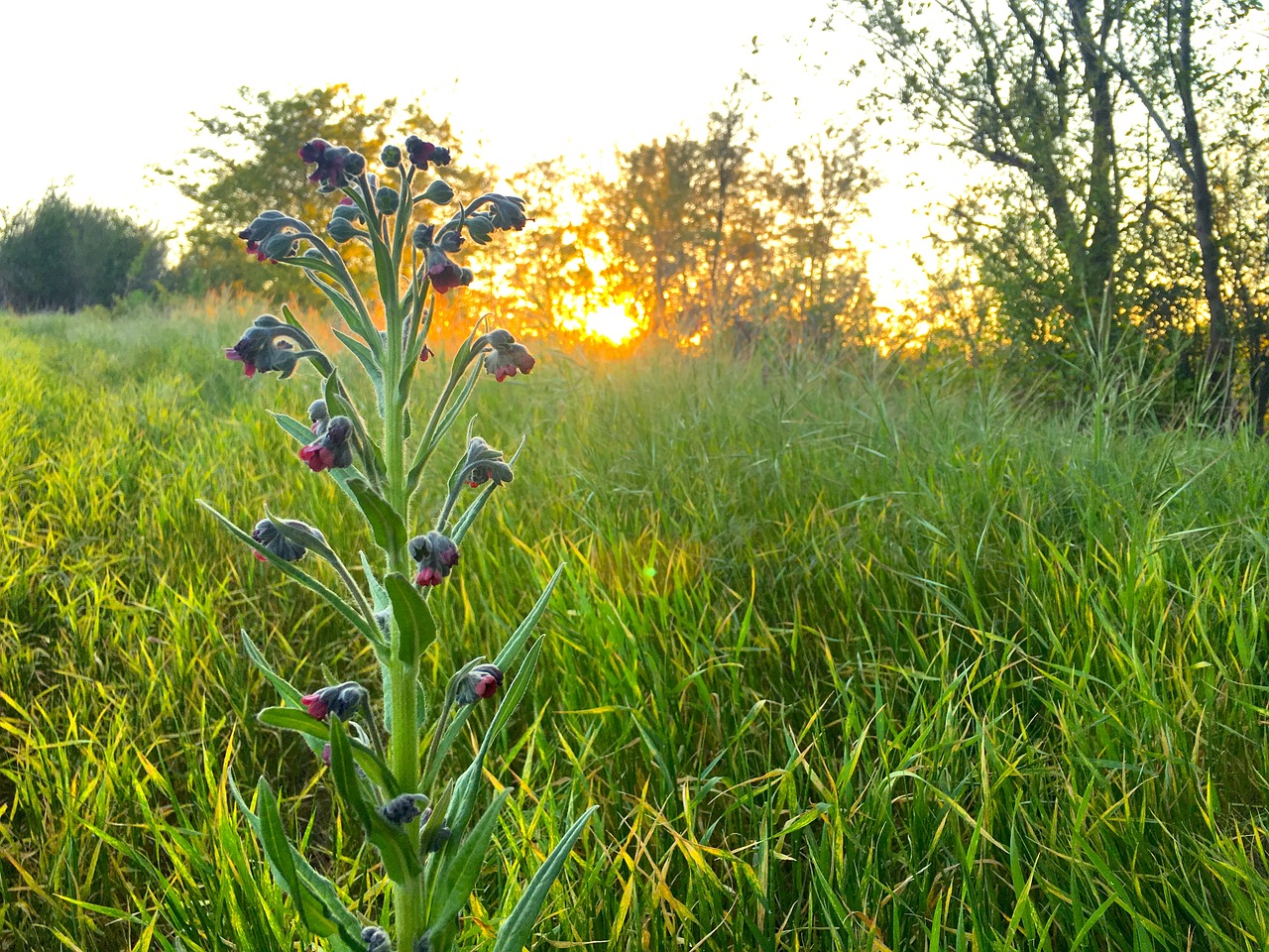 Lupinas, Saulėlydis, Pavasaris, Gamta, Gėlė, Augalas, Žolė, Kraštovaizdis, Gėlių, Laukas