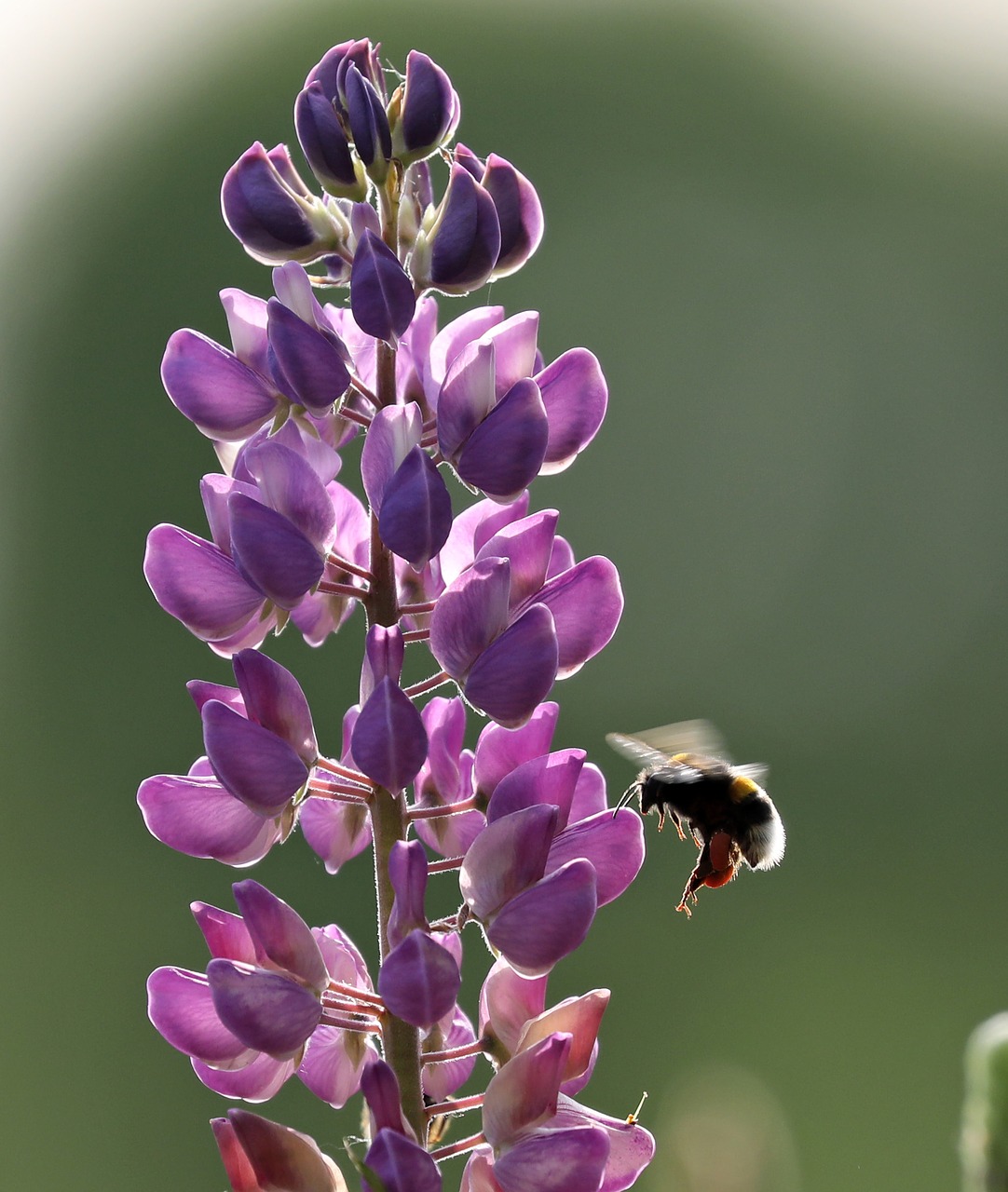 Lupinas, Lupinus Polyphyllus, Bičių, Gėlė, Vabzdys, Pavasaris, Gamta, Violetinė, Nemokamos Nuotraukos,  Nemokama Licenzija