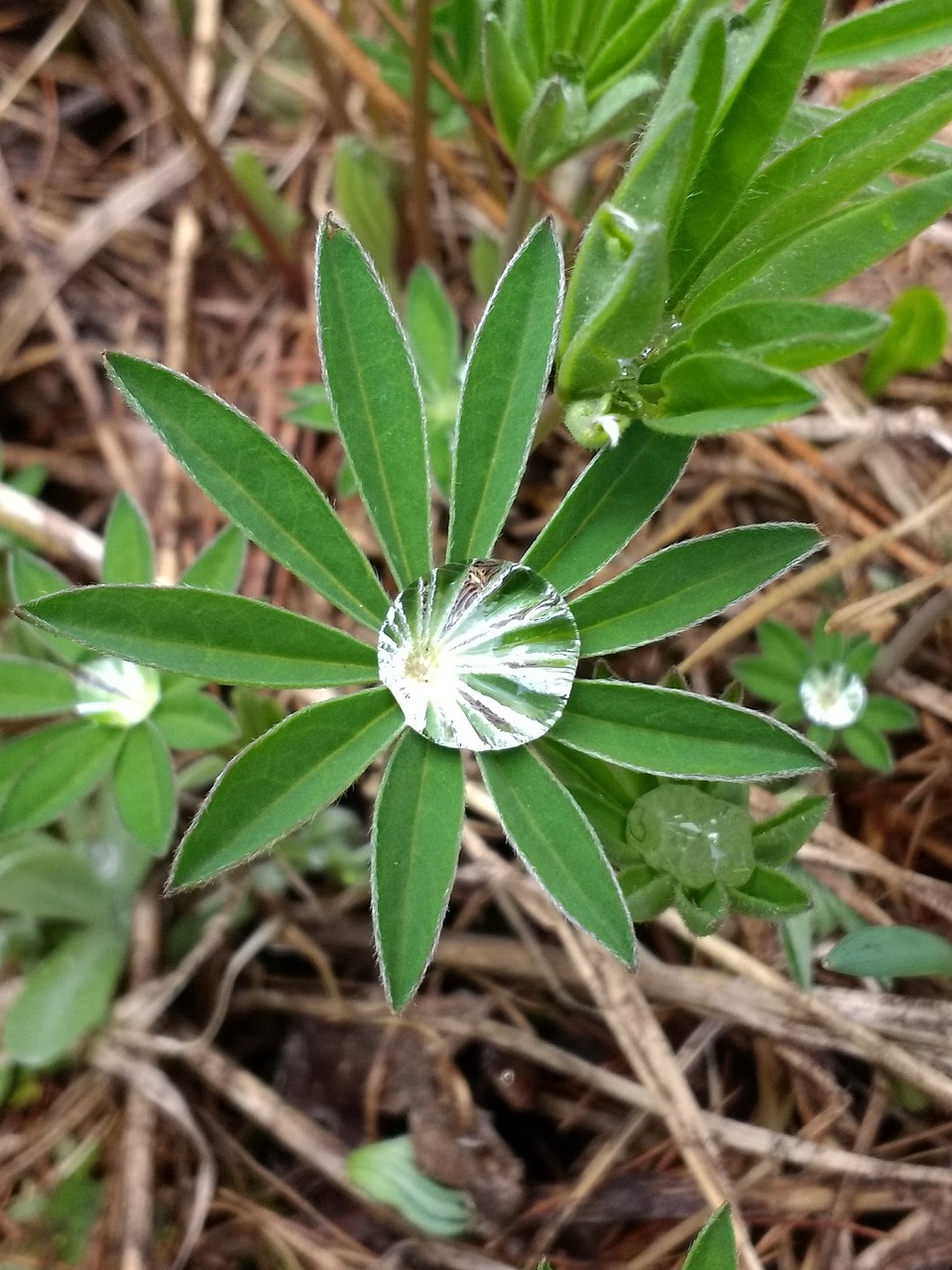 Lupinas, Vanduo, Lašelis, Lapai, Augalas, Lašas, Lietus, Nemokamos Nuotraukos,  Nemokama Licenzija