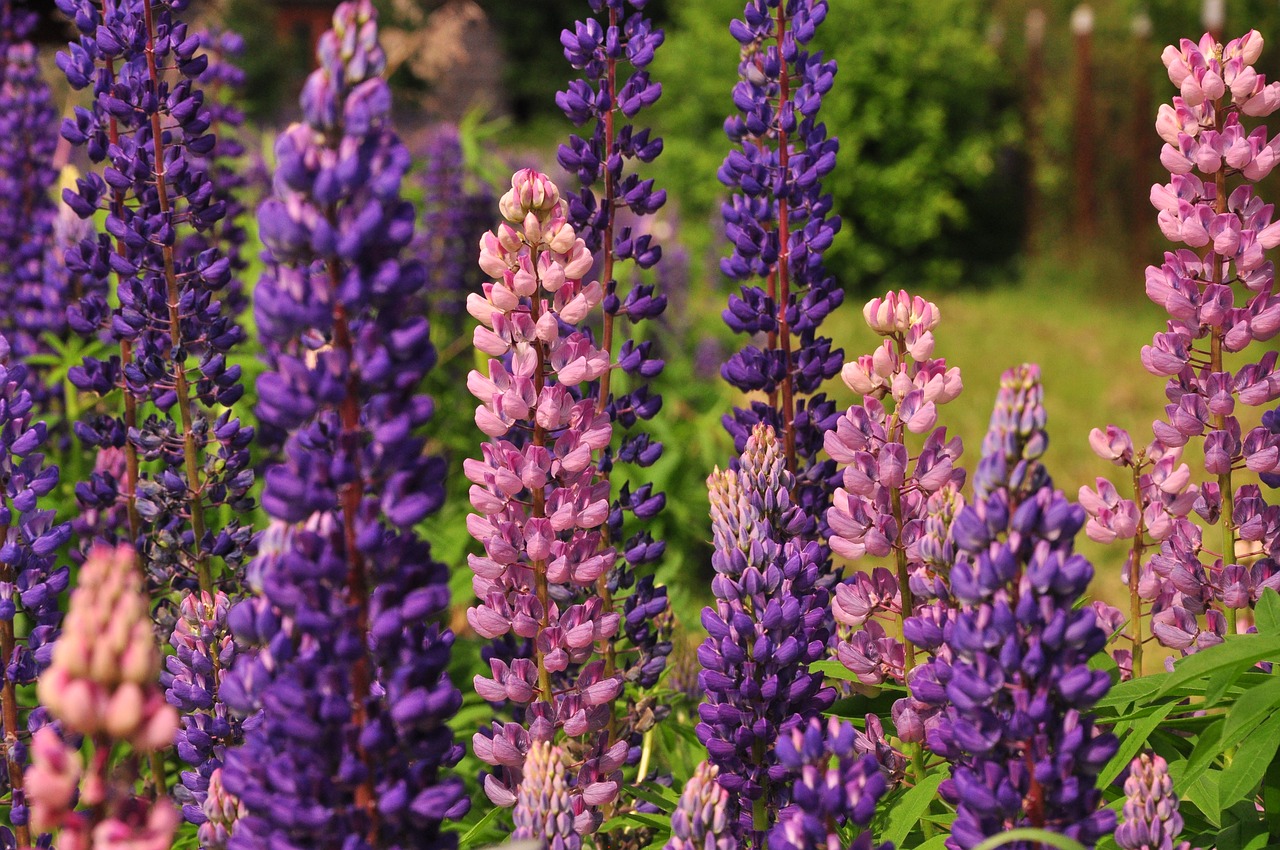 Lupinas, Gėlės, Vasara, Gražios Gėlės, Lupinas, Žolė, Vasaros Gėlės, Nemokamos Nuotraukos,  Nemokama Licenzija