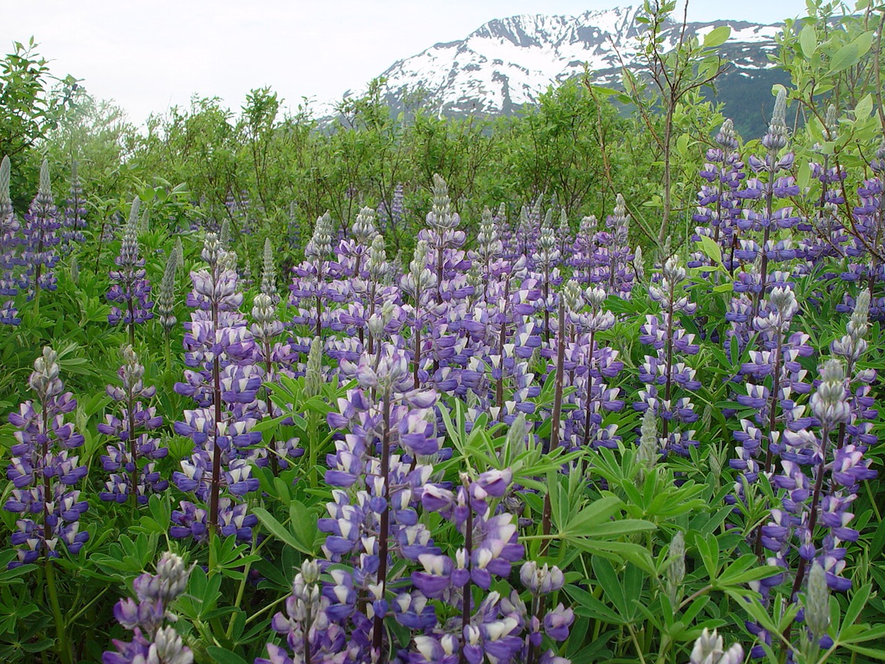 Lupinas, Alaska, Mėlynas, Kalnas, Wildflower, Gėlė, Violetinė, Gamta, Augalas, Žydi