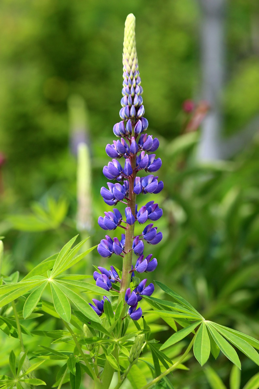 Lupinas, Gėlė, Gamta, Vasara, Lauke, Augalas, Sodas, Dekoratyvinis Augalas, Sodo Augalai, Sodo Gėlė