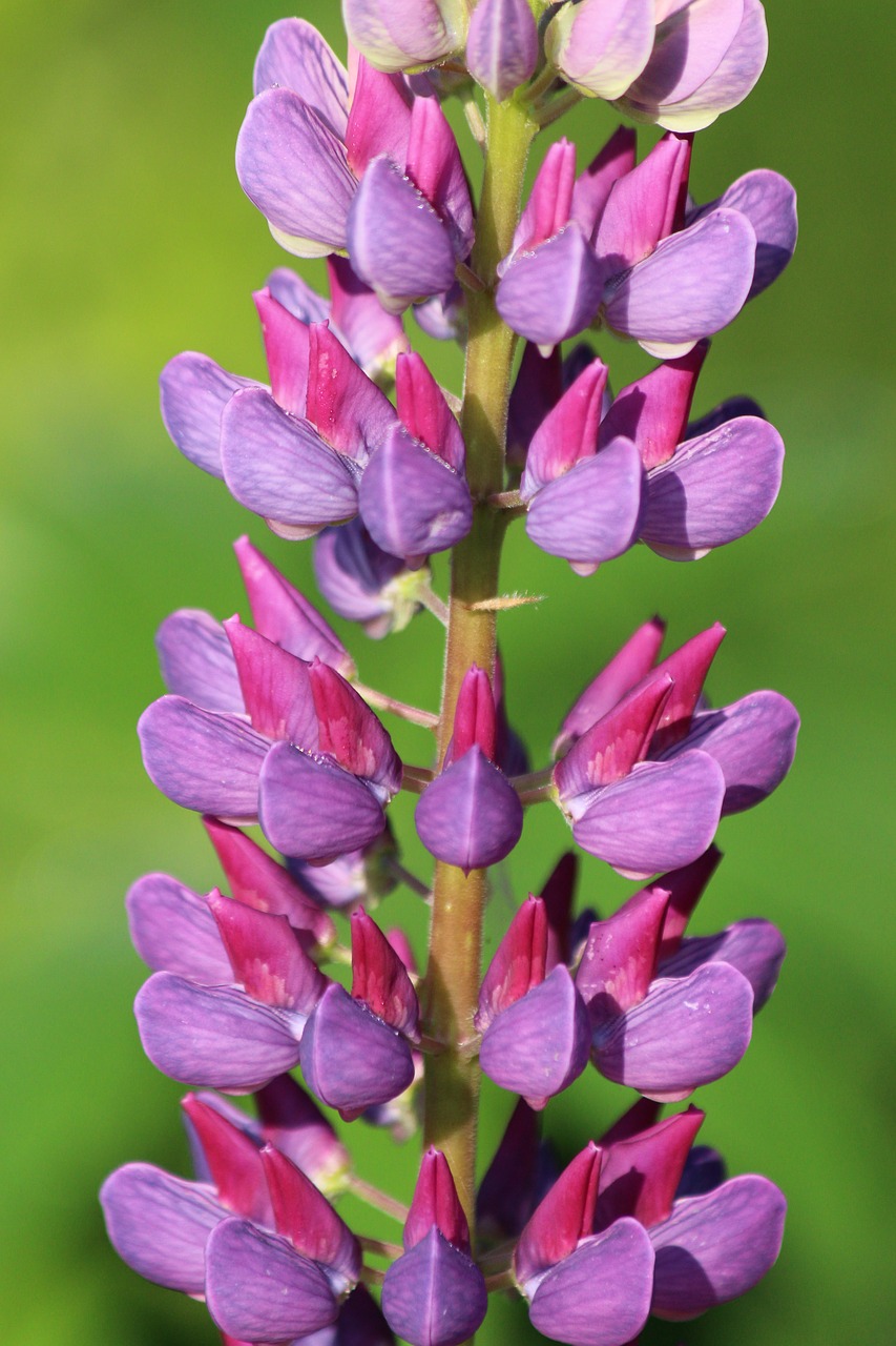 Lubinai,  Gėlė,  Rytą,  Lašai,  Rosa,  Pobūdį,  Po Lietaus,  Vasara,  Lauke,  Violetinės Gėlės