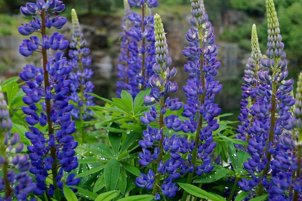 Lupinas, Augalas, Mėlynas, Gėlė, Gėlės, Violetinė, Vasara, Nemokamos Nuotraukos,  Nemokama Licenzija