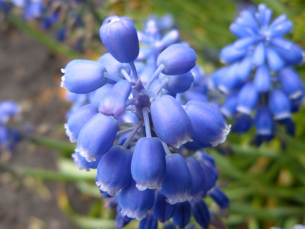 Lupinas,  Gėlė,  Gamta,  Gėlės,  Pavasaris,  Violetinė,  Sodas,  Violetinė,  Gražus,  Sodo Gėlės