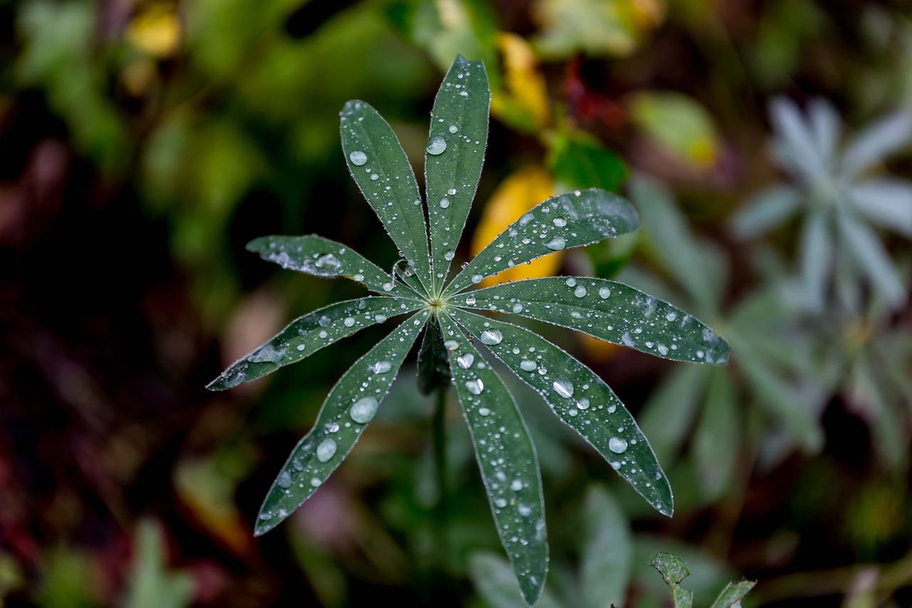 Lupinas, Augalas, Lapai, Miškas, Nemokamos Nuotraukos,  Nemokama Licenzija