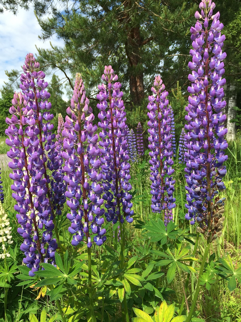 Lupinas, Violetinė, Gėlės, Laukiniai Augalai, Gamta, Nemokamos Nuotraukos,  Nemokama Licenzija