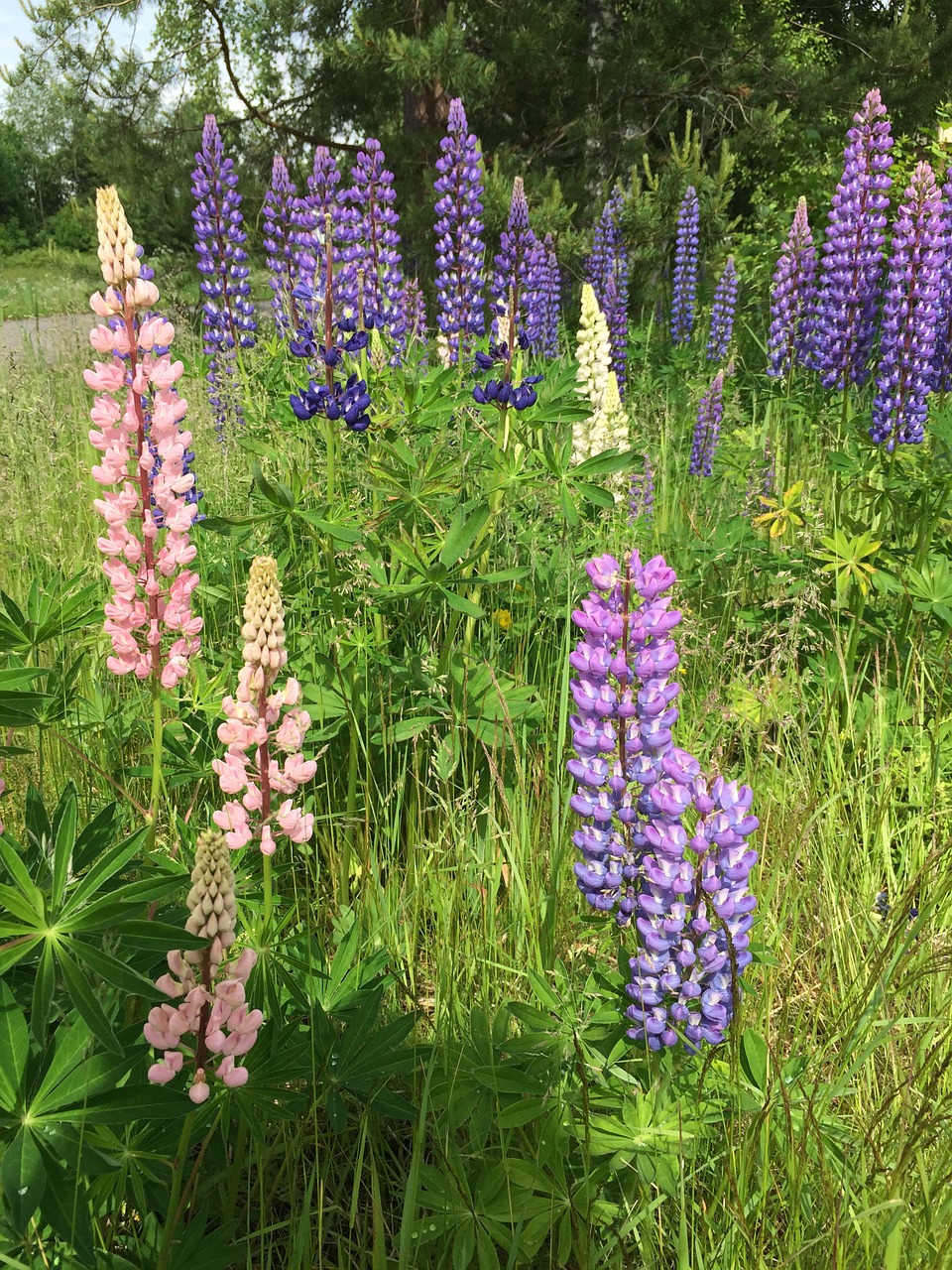 Lupinien, Gėlės, Pieva, Rožinis, Violetinė, Žalias, Flora, Kalnų Gėlės, Laukiniai Augalai, Nemokamos Nuotraukos