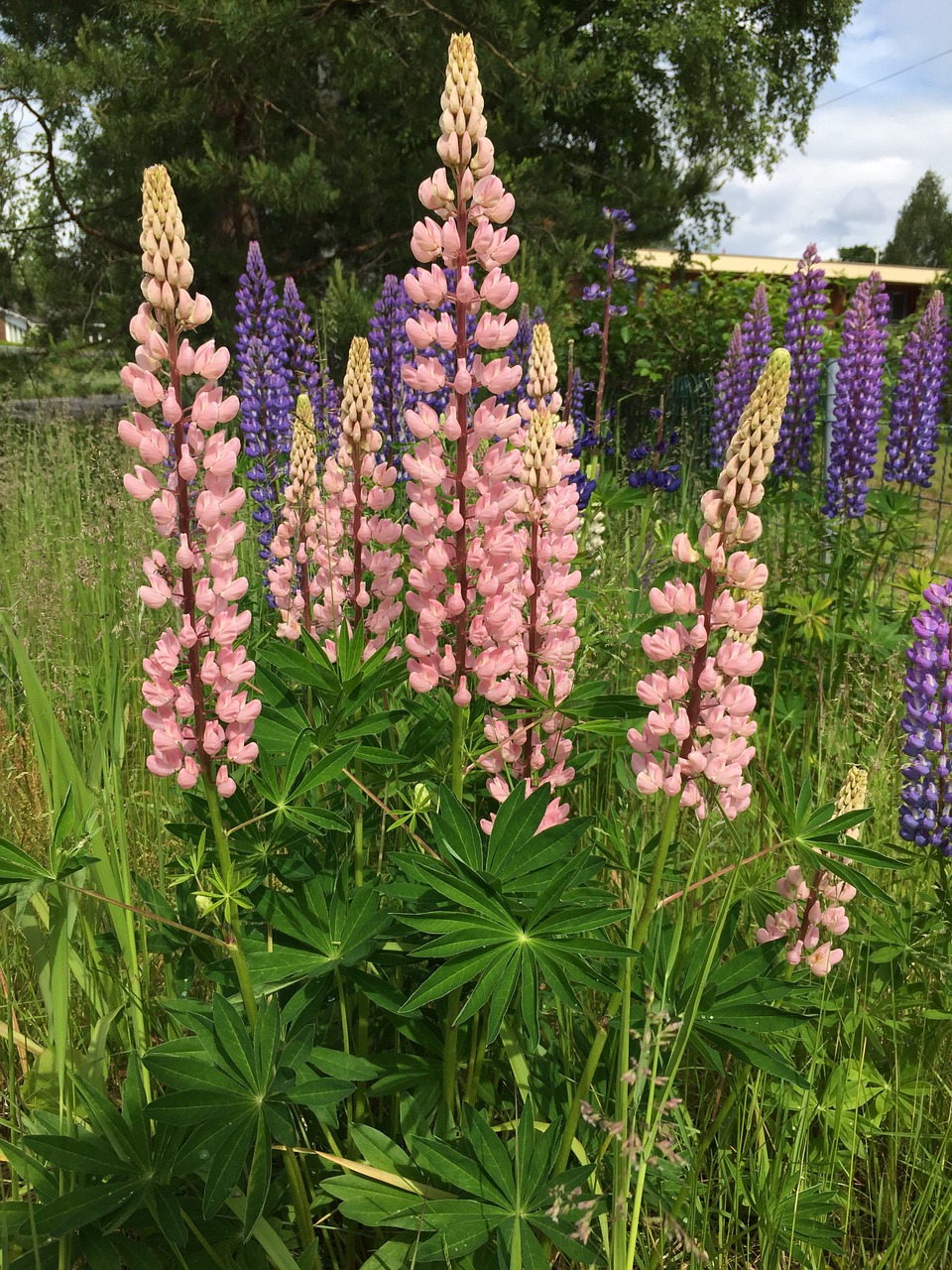 Lupinien, Rožinis, Gėlės, Uždaryti, Laukinis Augalas, Augalas, Gėlių Žiedai, Nemokamos Nuotraukos,  Nemokama Licenzija