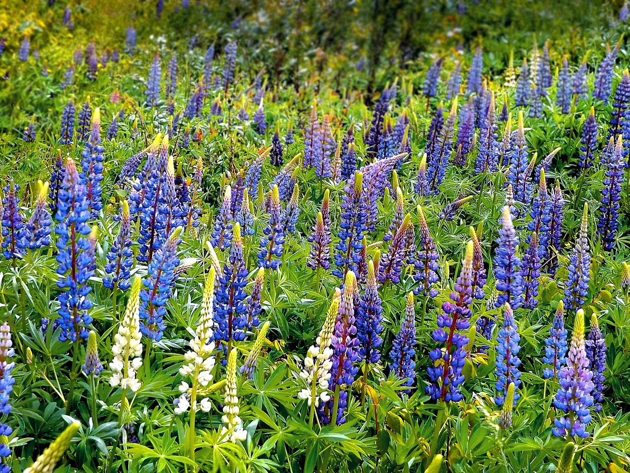 Lupinai, Laukas, Pieva, Laukiniai, Pavasaris, Gėlė, Lupinas, Gėlių, Nemokamos Nuotraukos,  Nemokama Licenzija